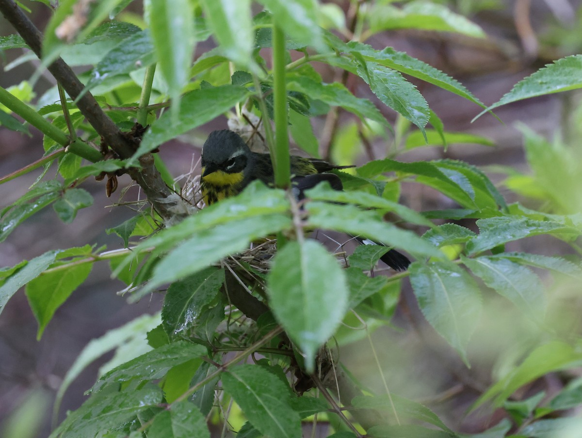 Magnolia Warbler - ML620547193