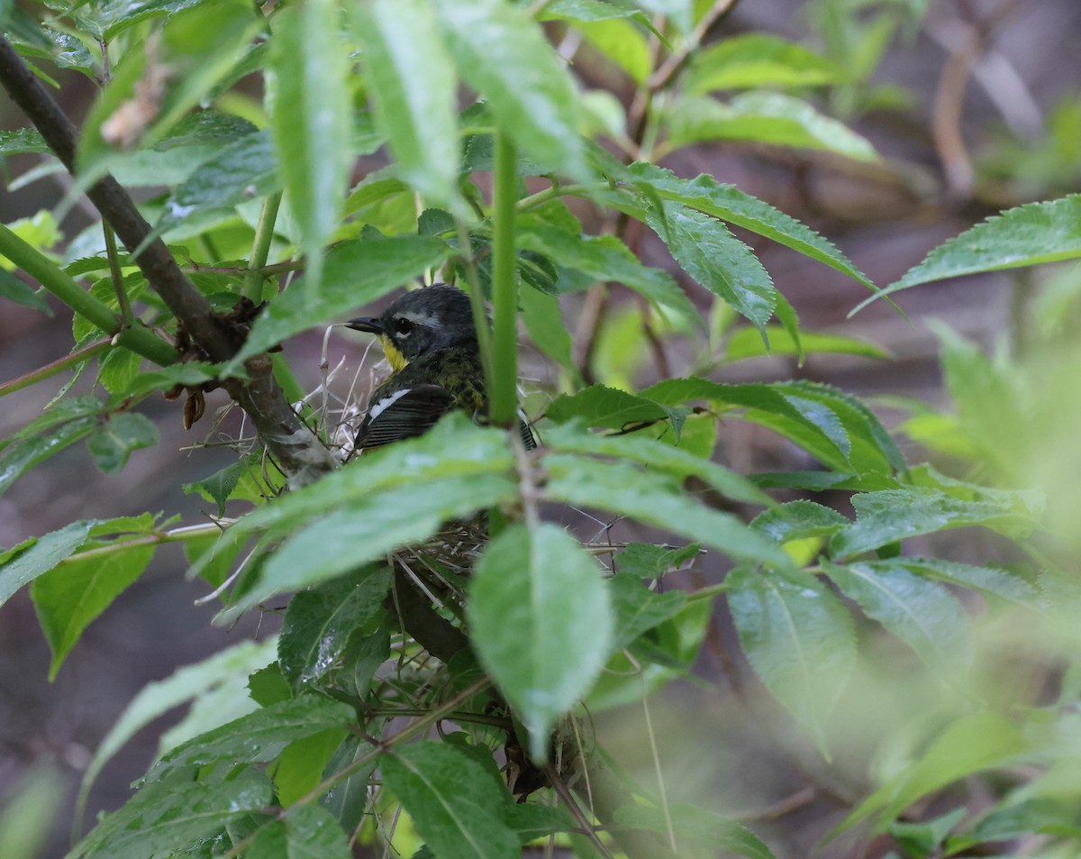 Magnolia Warbler - ML620547194