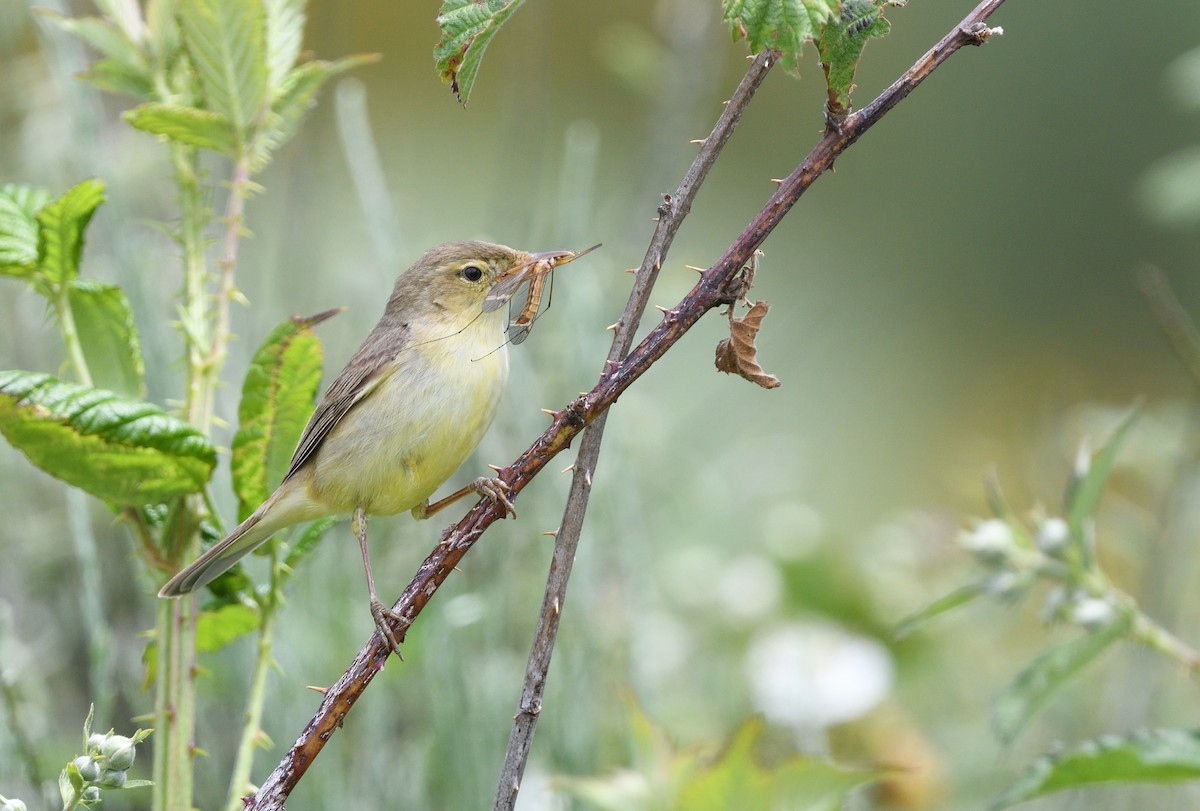 Melodious Warbler - ML620547196