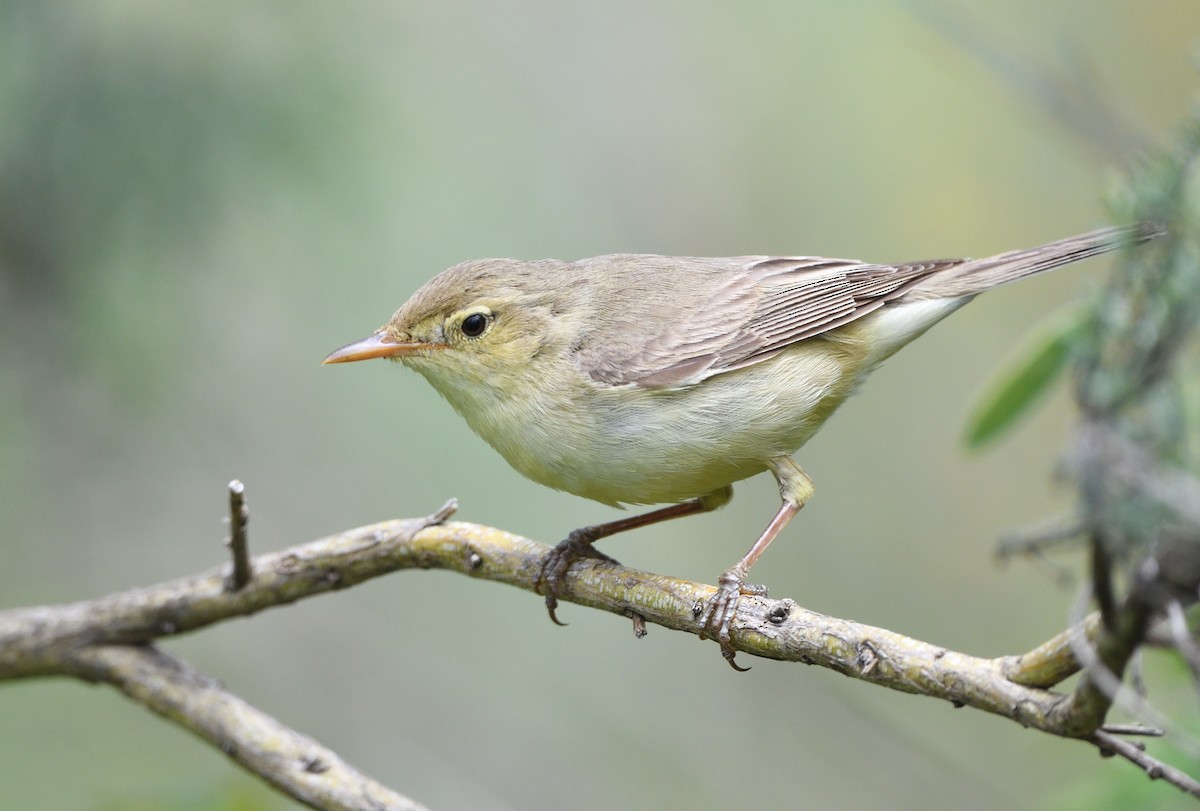 Melodious Warbler - ML620547197