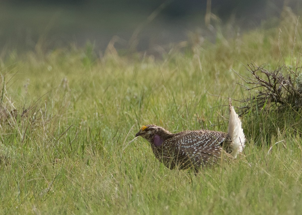 Sharp-tailed Grouse - ML620547201