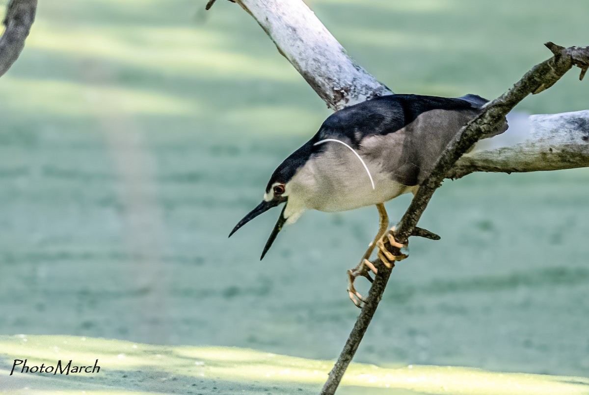 Black-crowned Night Heron - ML620547202