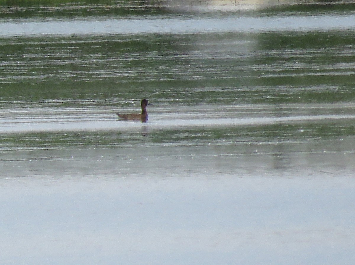 Lesser Scaup - ML620547213