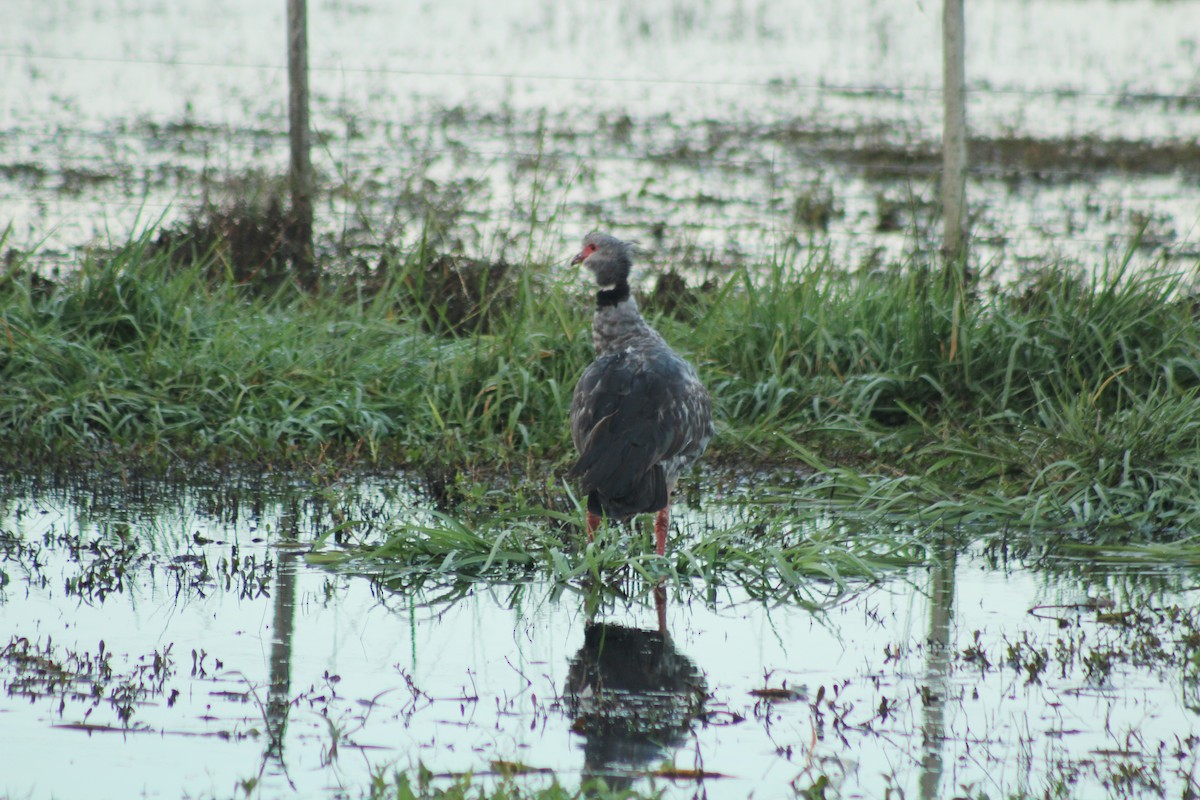 Southern Screamer - ML620547217