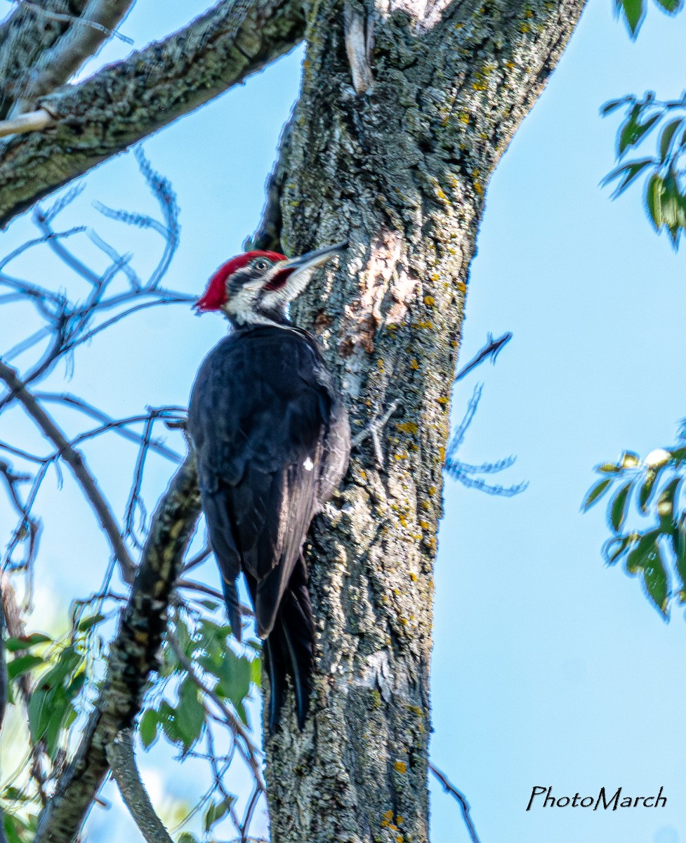 Pileated Woodpecker - ML620547223