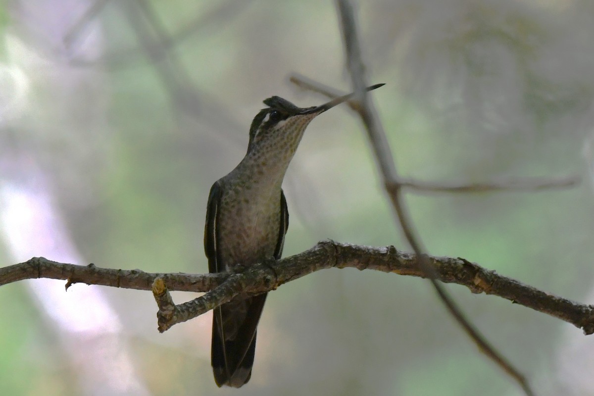 kolibřík skvostný - ML620547226