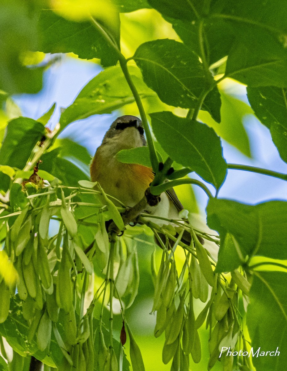 Northern Flicker - ML620547227