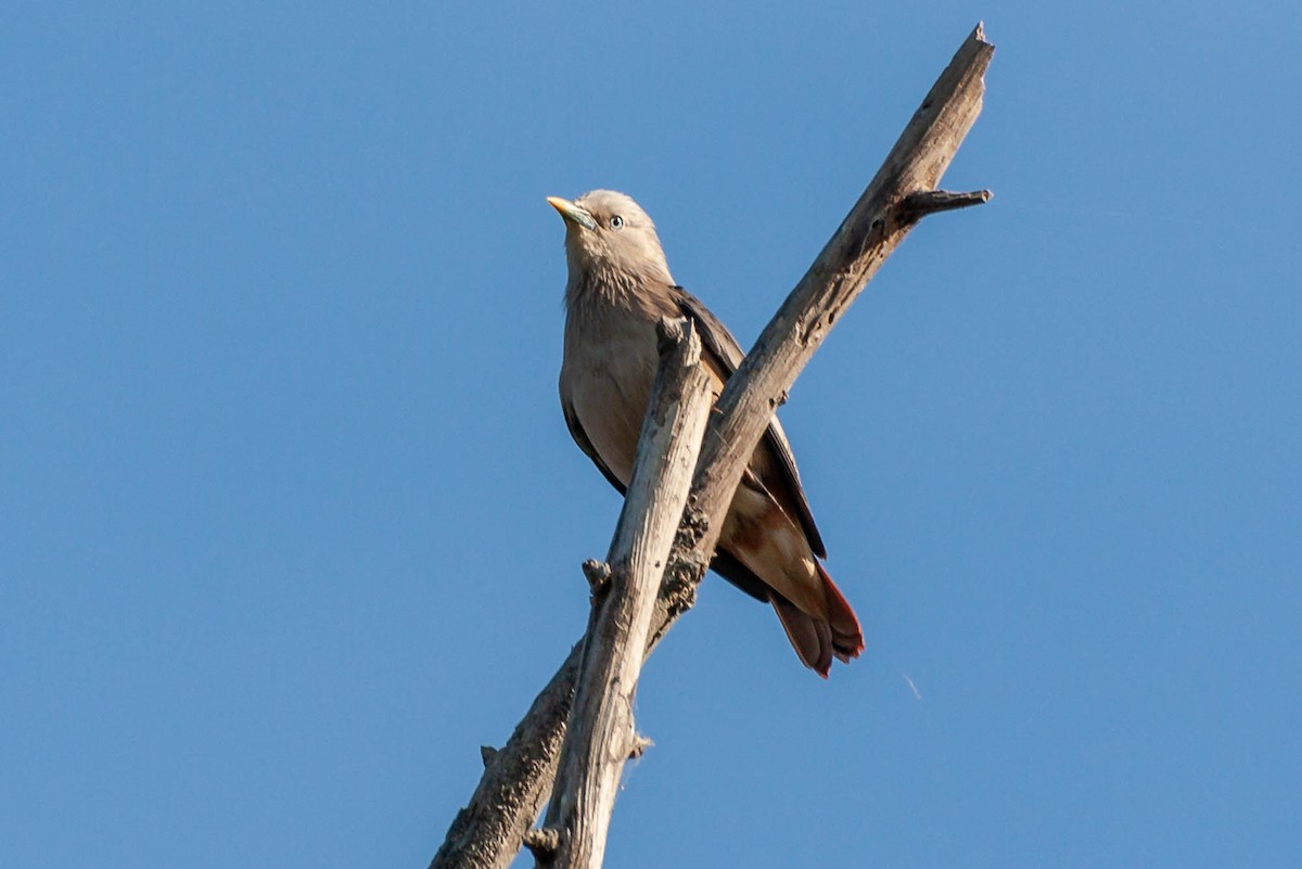 Chestnut-tailed Starling - ML620547228