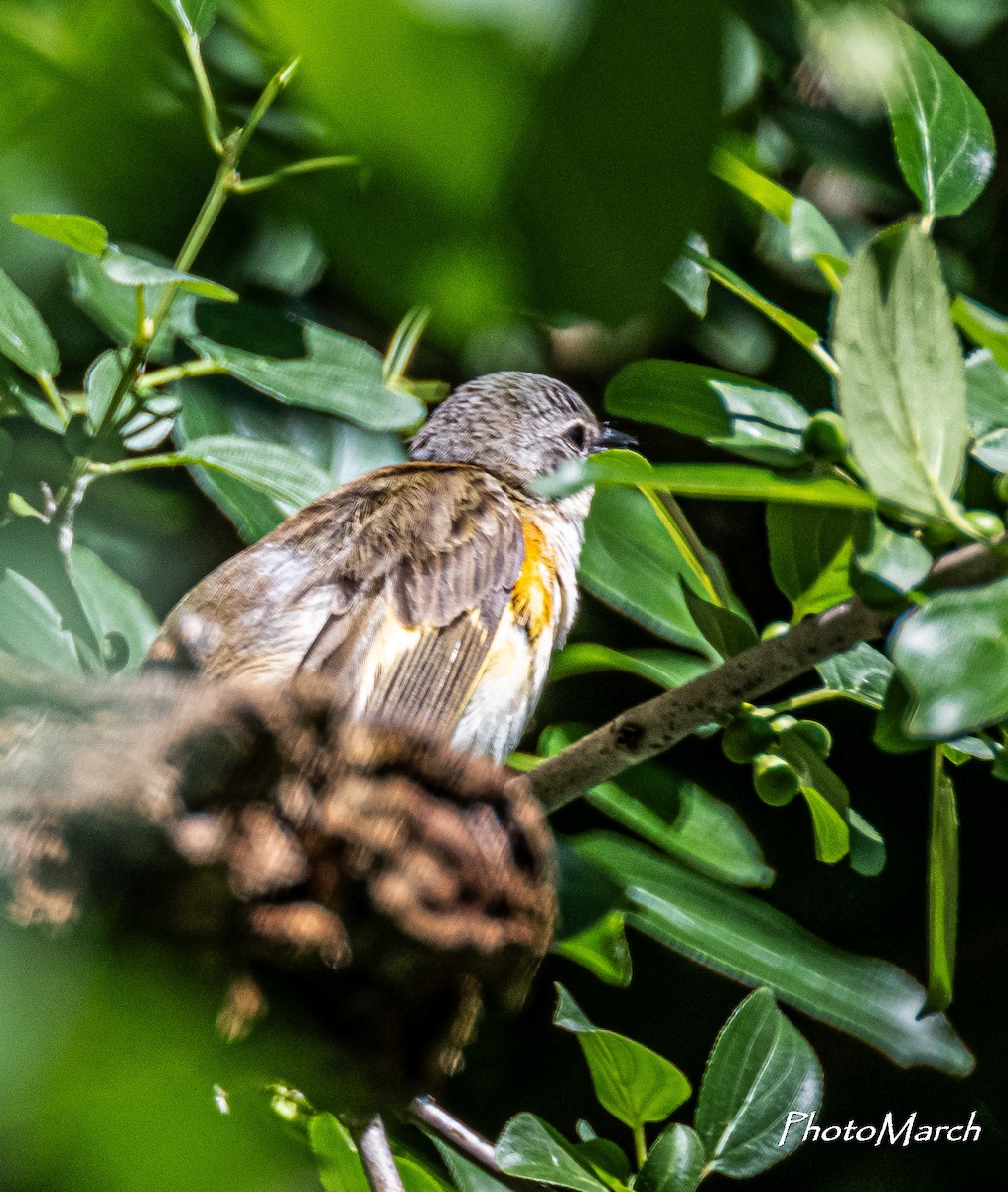 Northern Flicker - ML620547234