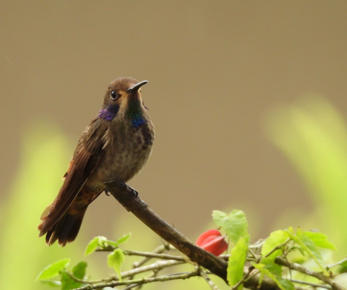 kolibřík fialovouchý - ML620547235