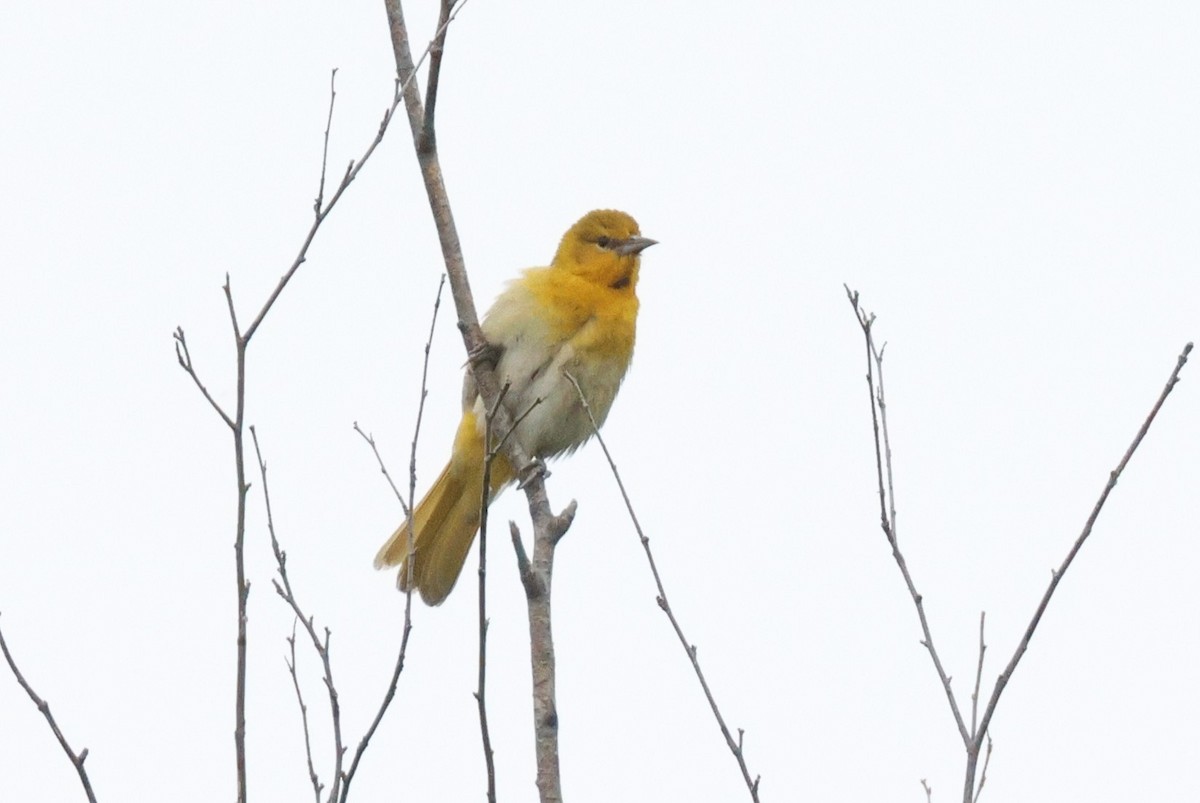 Bullock's Oriole - ML620547237