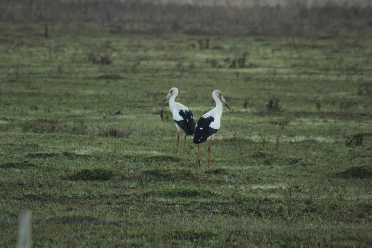 Maguari Stork - ML620547253