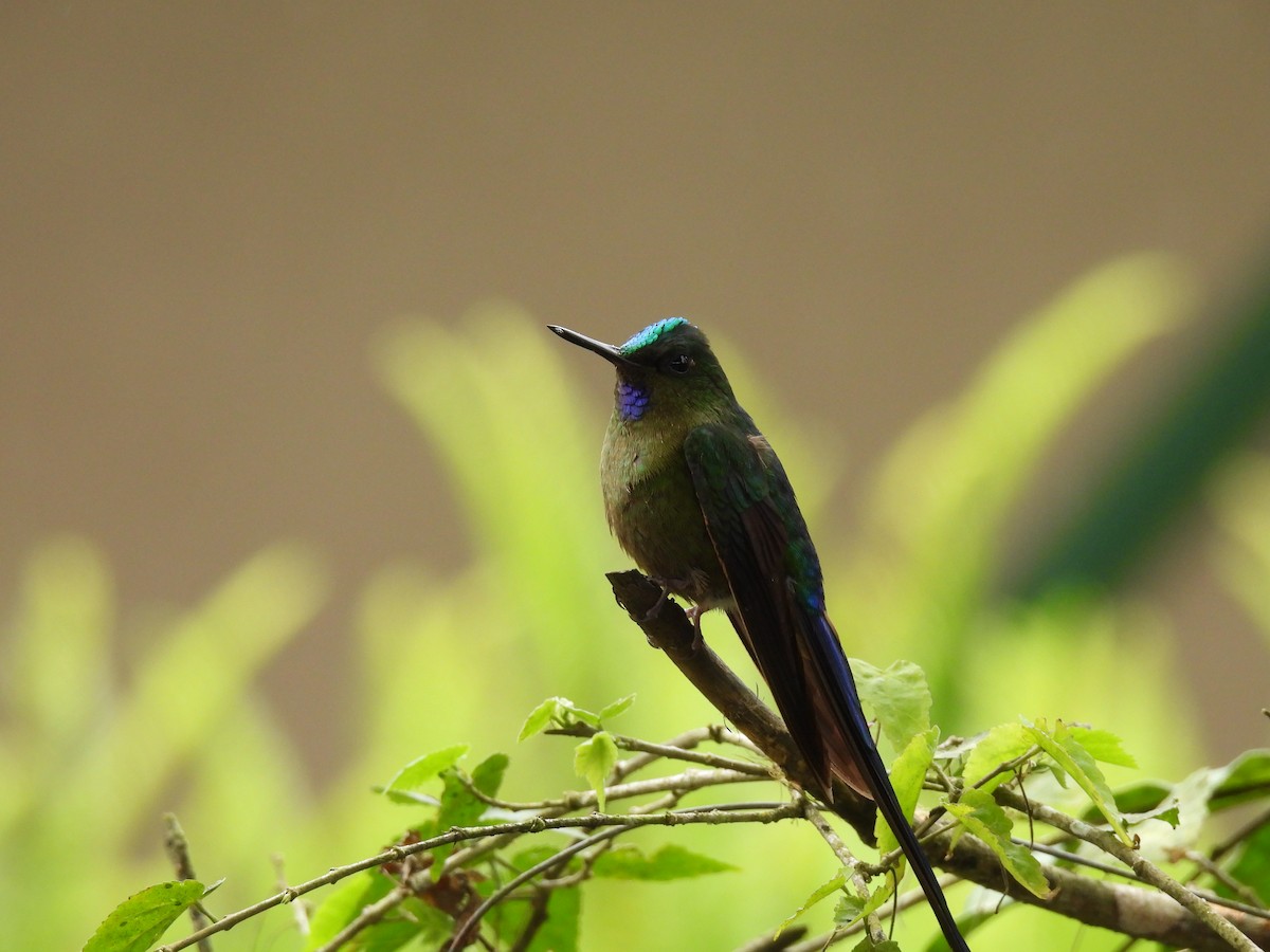 Violet-tailed Sylph - ML620547254