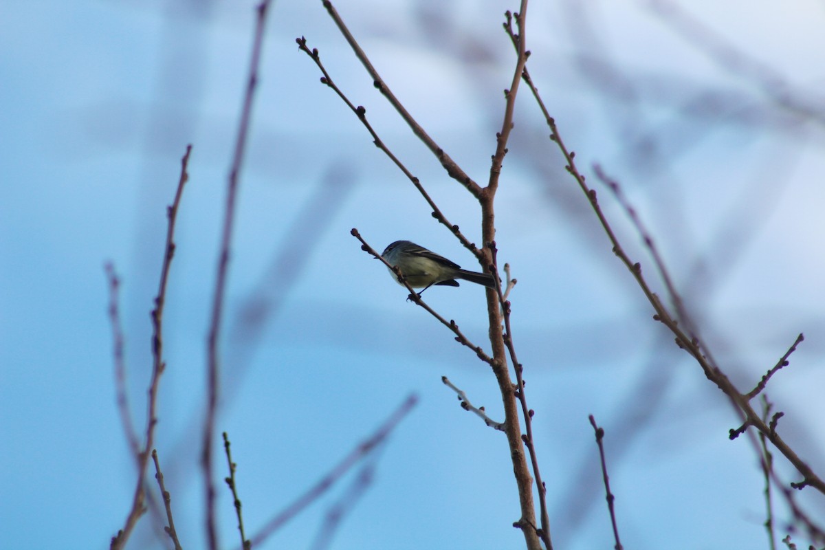 White-crested Tyrannulet - Vicky Bonifacio