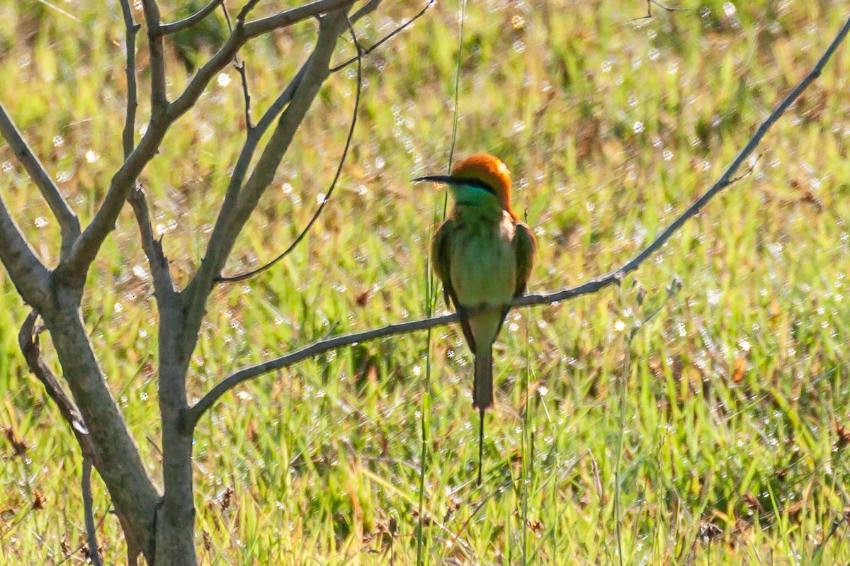 Asian Green Bee-eater - ML620547262
