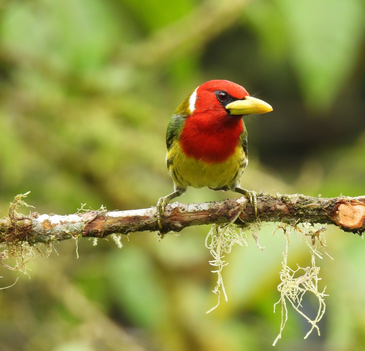 Kırmızı Başlı Barbet - ML620547270