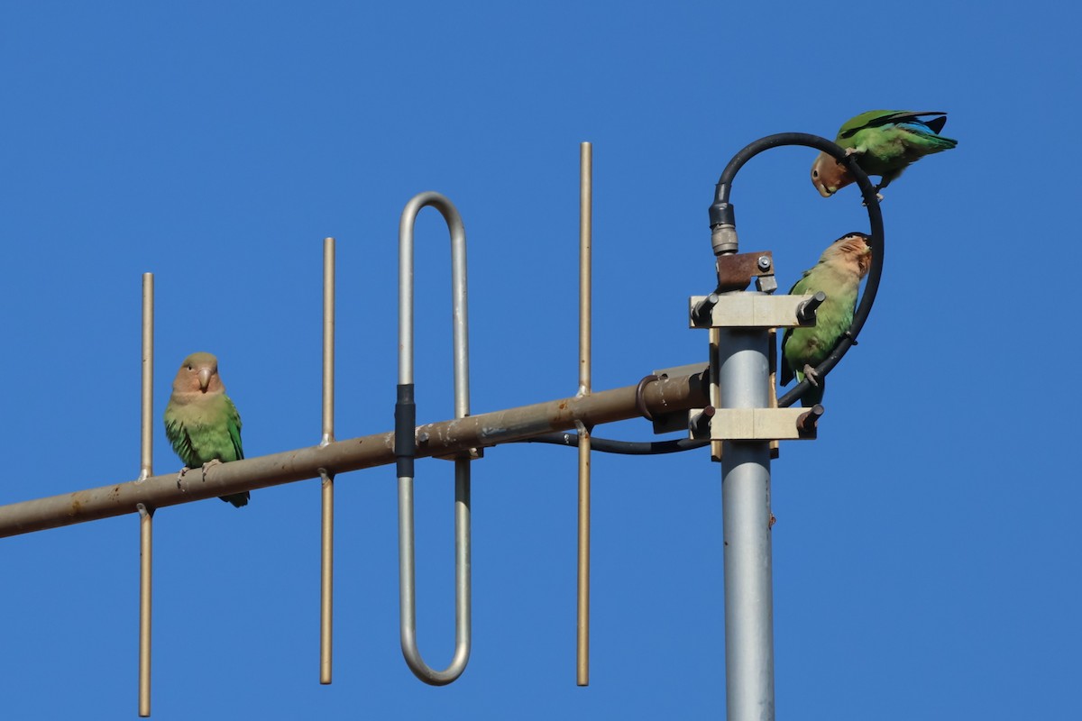 Rosy-faced Lovebird - ML620547272