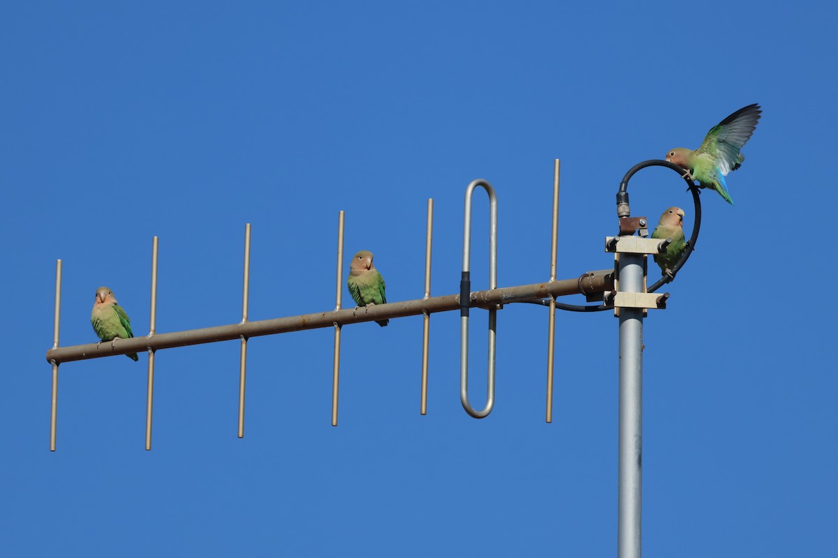 Rosy-faced Lovebird - ML620547273