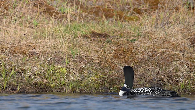 Yellow-billed Loon - ML620547277