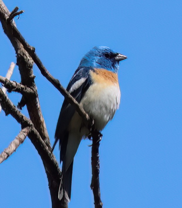 Lazuli Bunting - ML620547278