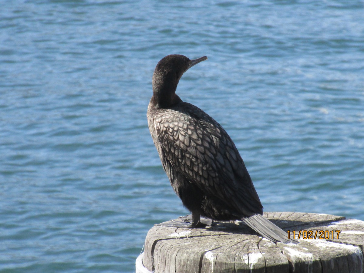 Little Black Cormorant - ML620547286