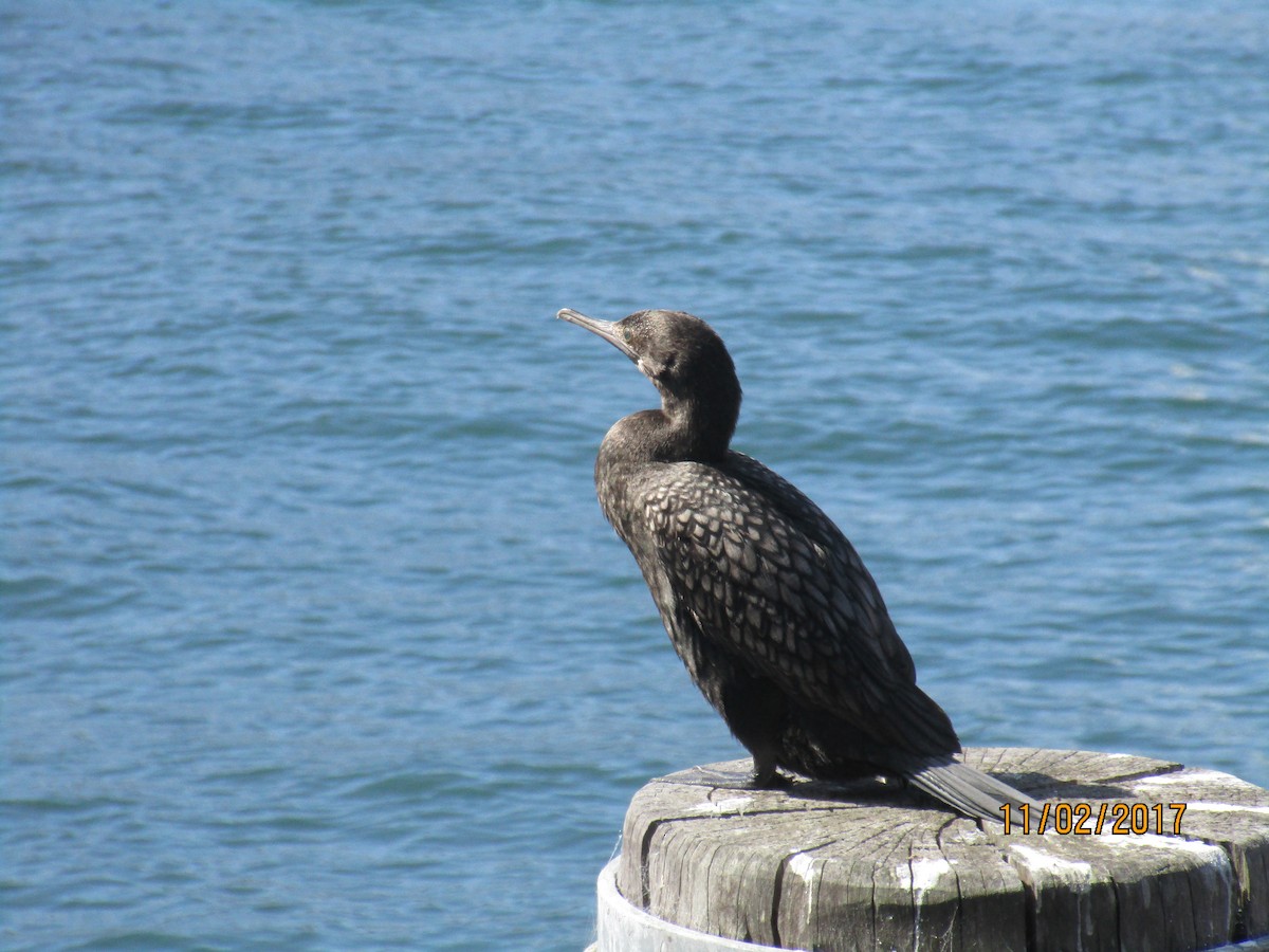 Little Black Cormorant - ML620547287