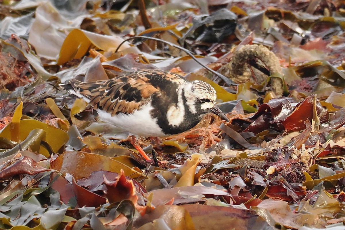 Ruddy Turnstone - ML620547292