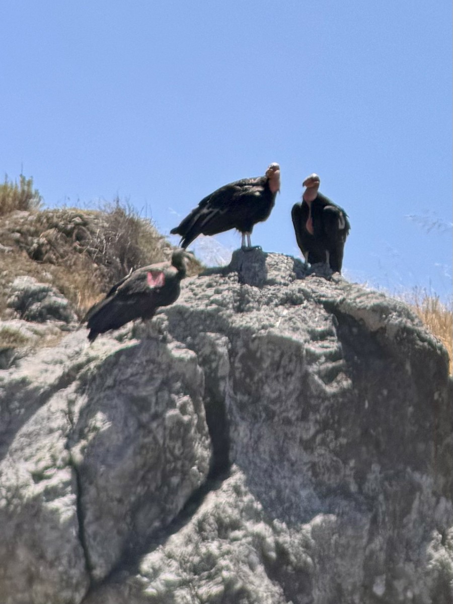Condor de Californie - ML620547302