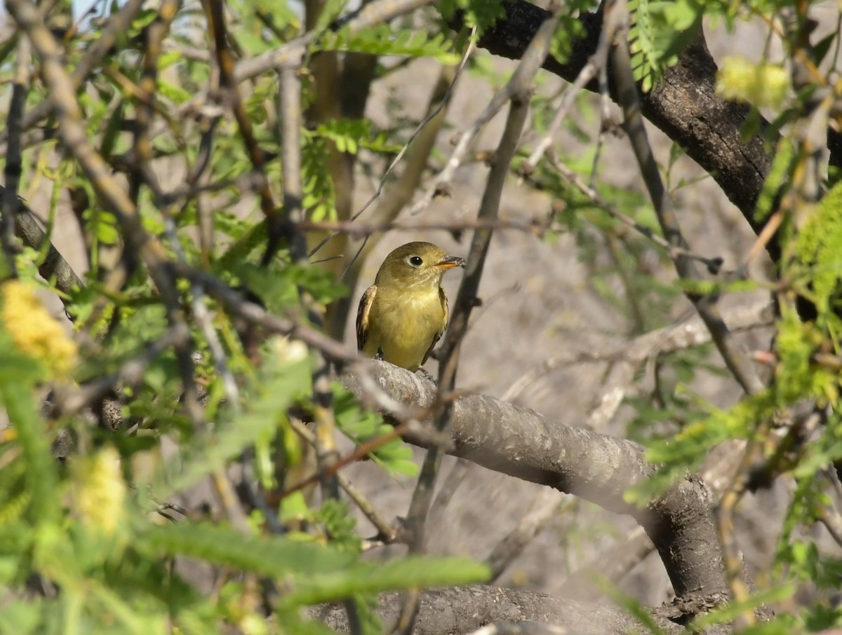 Western Flycatcher - ML620547303