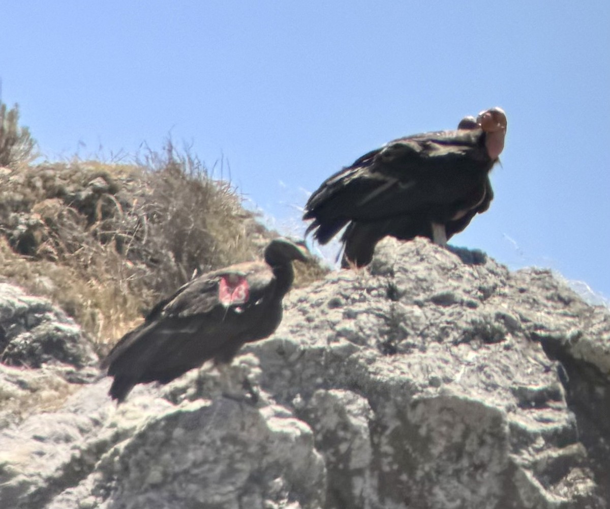Condor de Californie - ML620547310