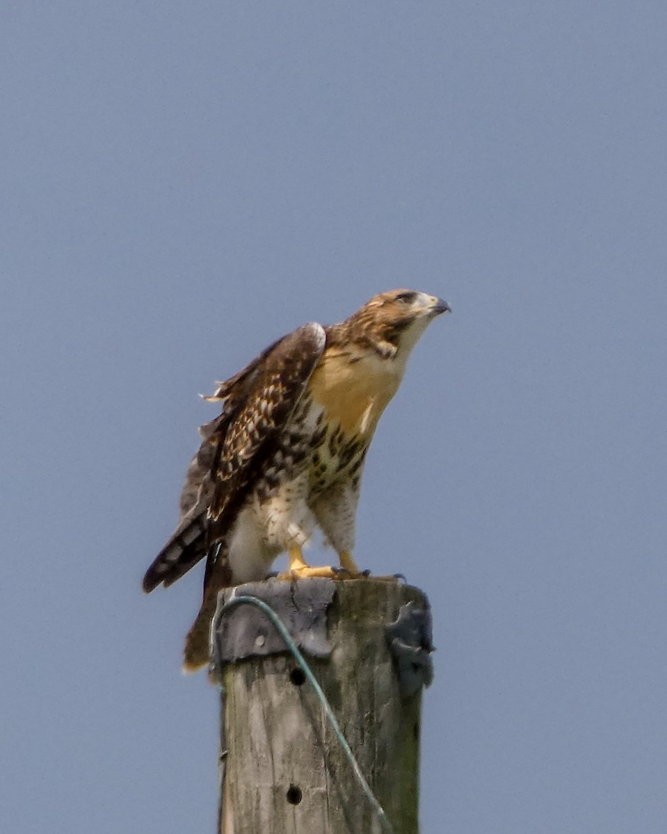 Red-tailed Hawk - ML620547311