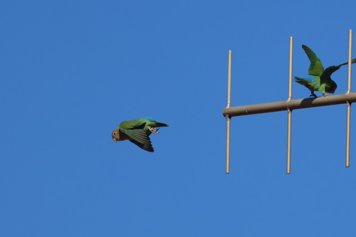 Rosy-faced Lovebird - ML620547314