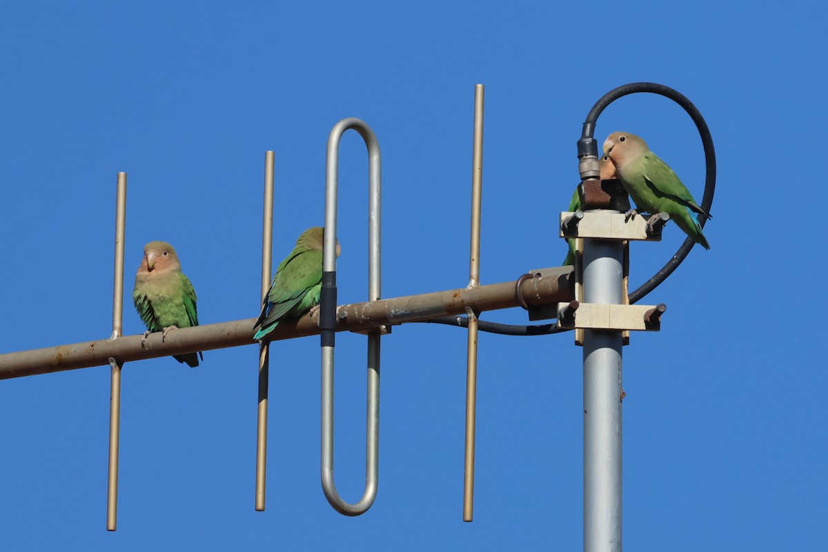 Rosy-faced Lovebird - ML620547315