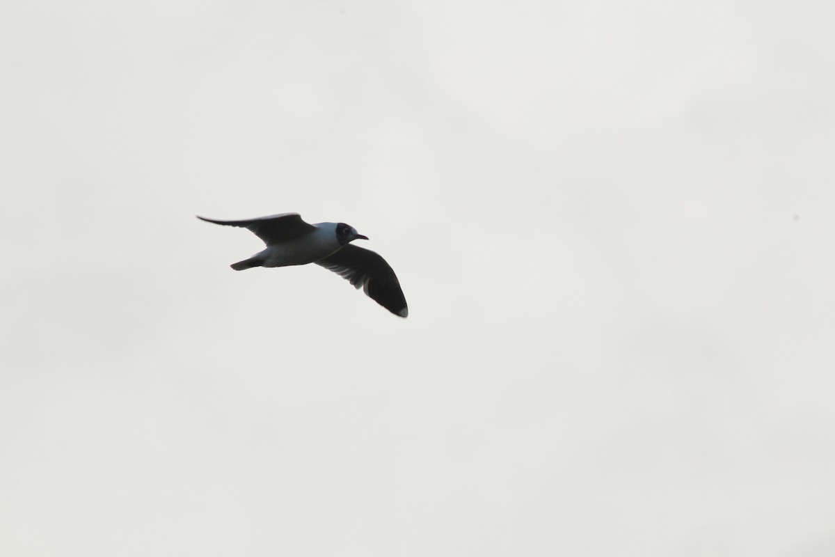 Brown-hooded Gull - ML620547317