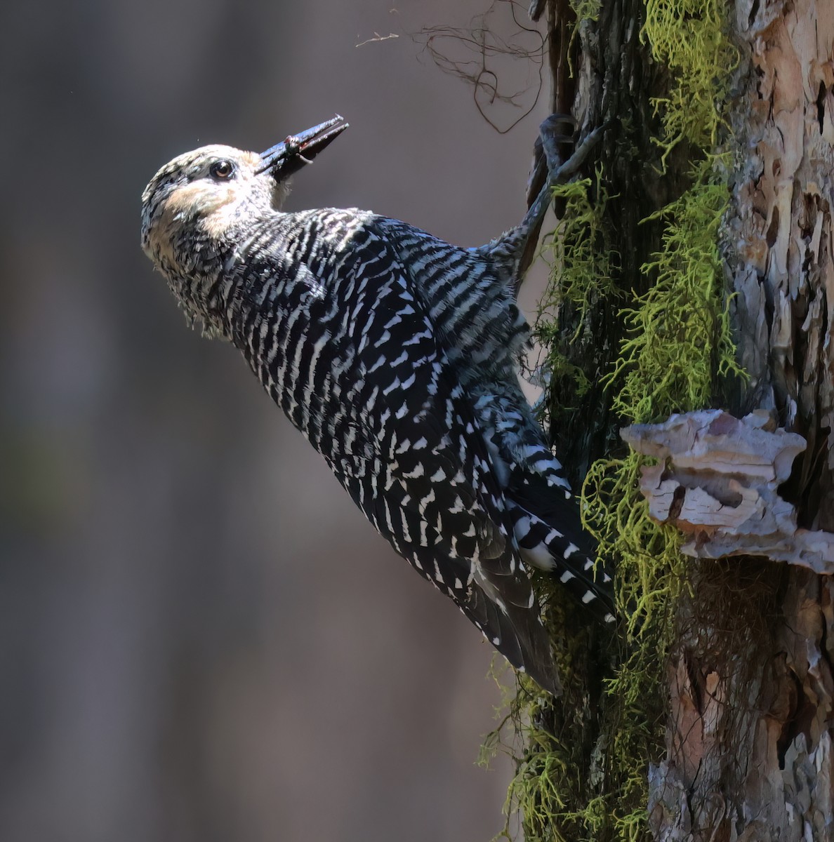 Williamson's Sapsucker - ML620547322