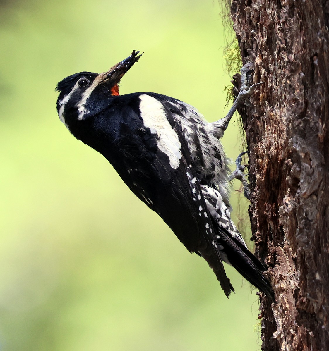 Williamson's Sapsucker - ML620547326