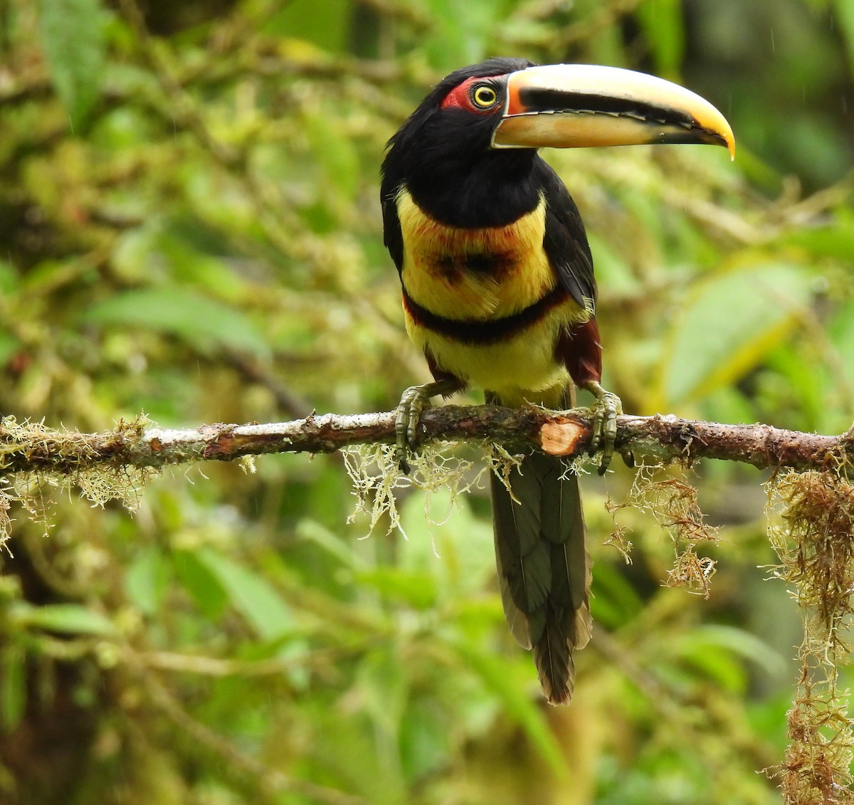 Collared Aracari - ML620547332