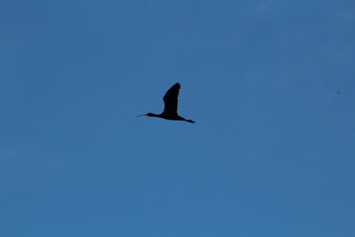 ibis americký - ML620547336