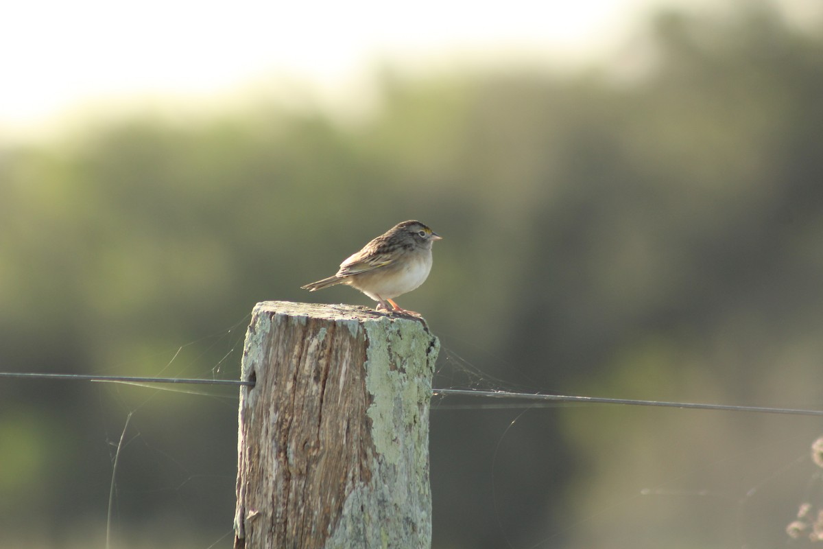 Grassland Sparrow - ML620547346