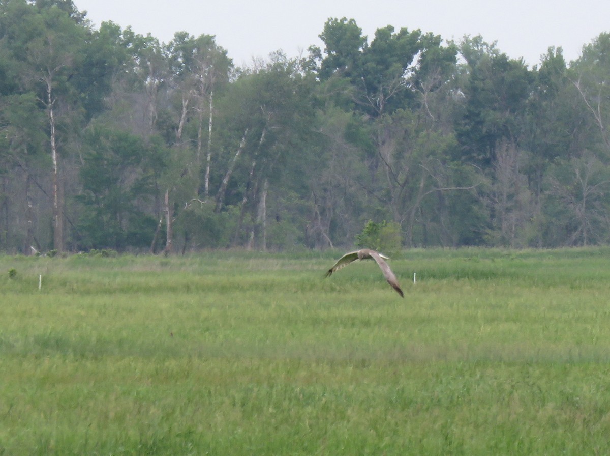 Northern Harrier - ML620547351