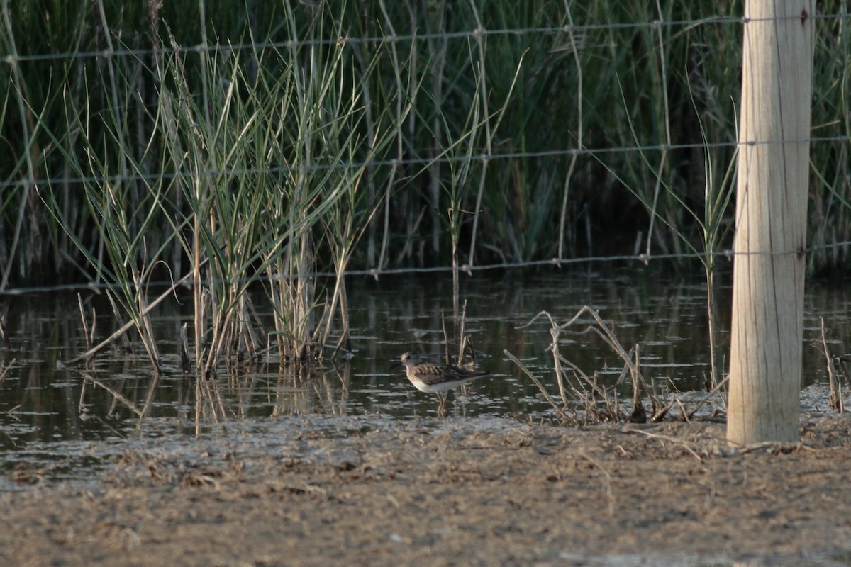 Temminck's Stint - ML620547353