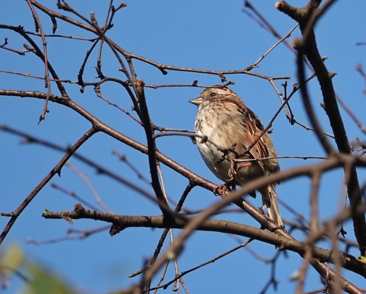 White-throated Sparrow - ML620547356