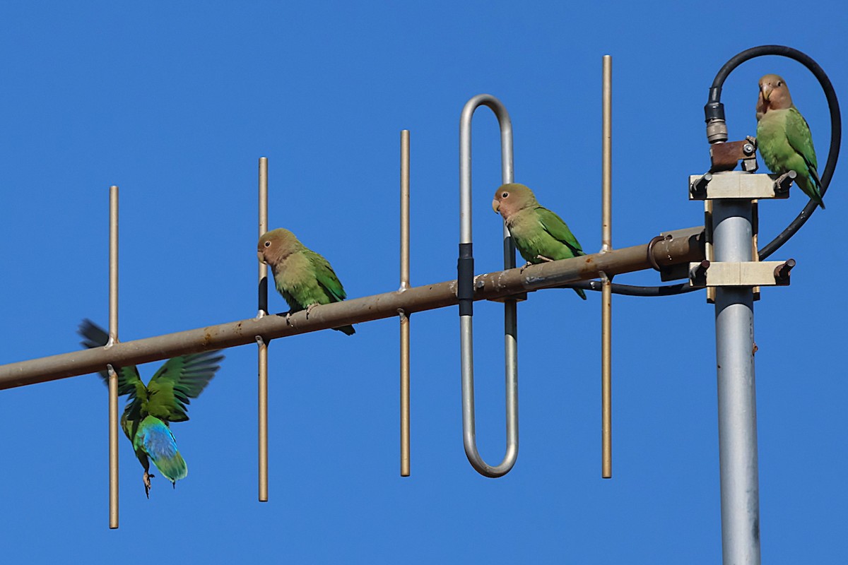 Rosy-faced Lovebird - ML620547357