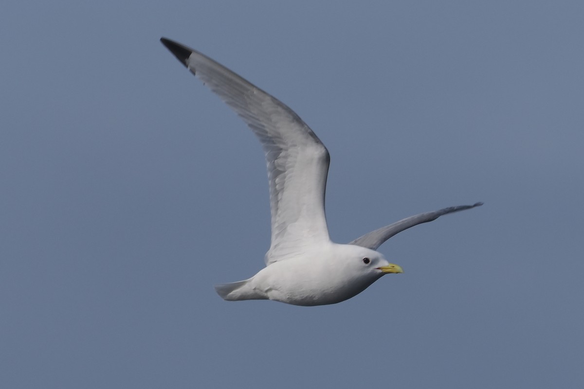 Black-legged Kittiwake - ML620547358