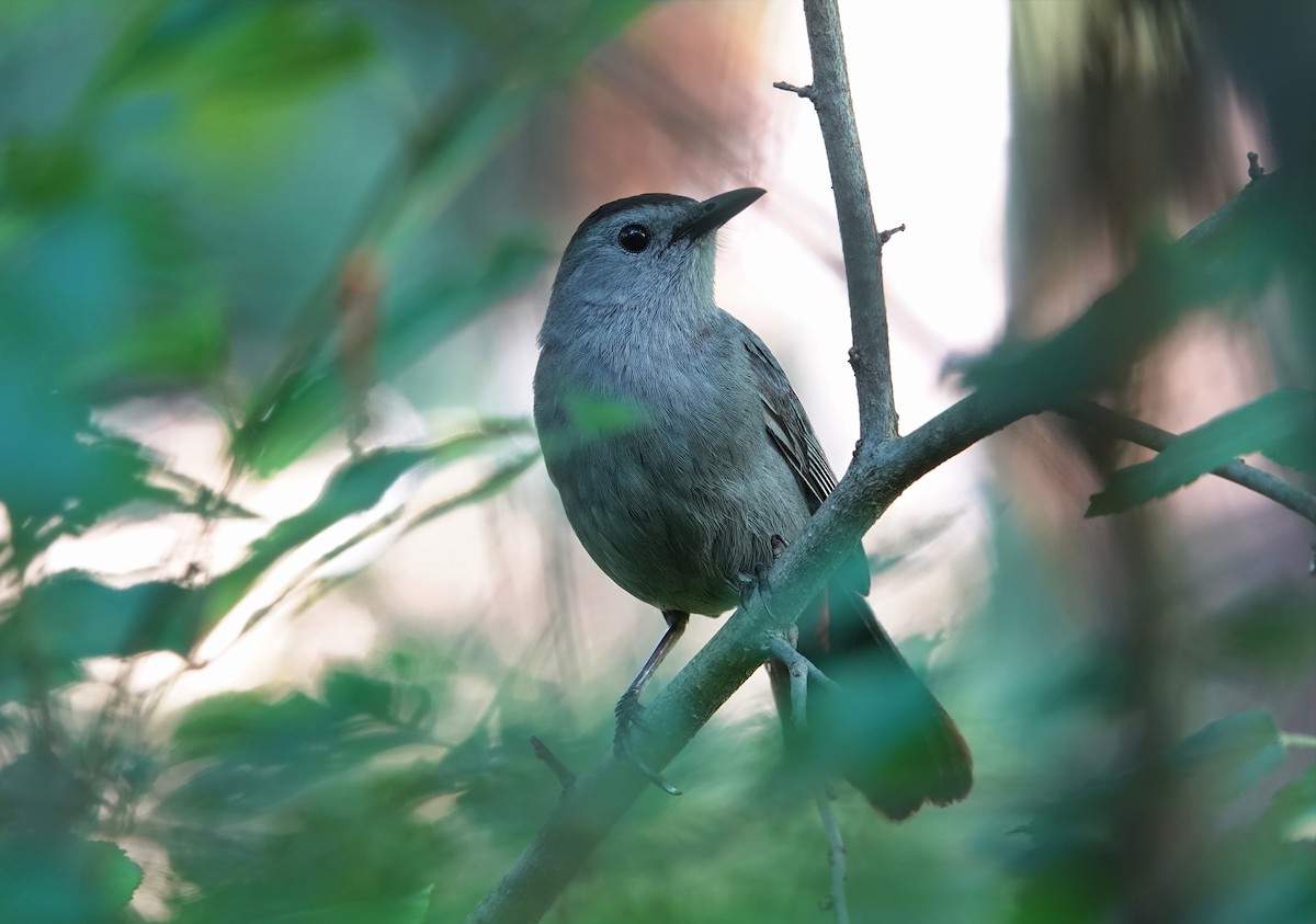 Pájaro Gato Gris - ML620547360