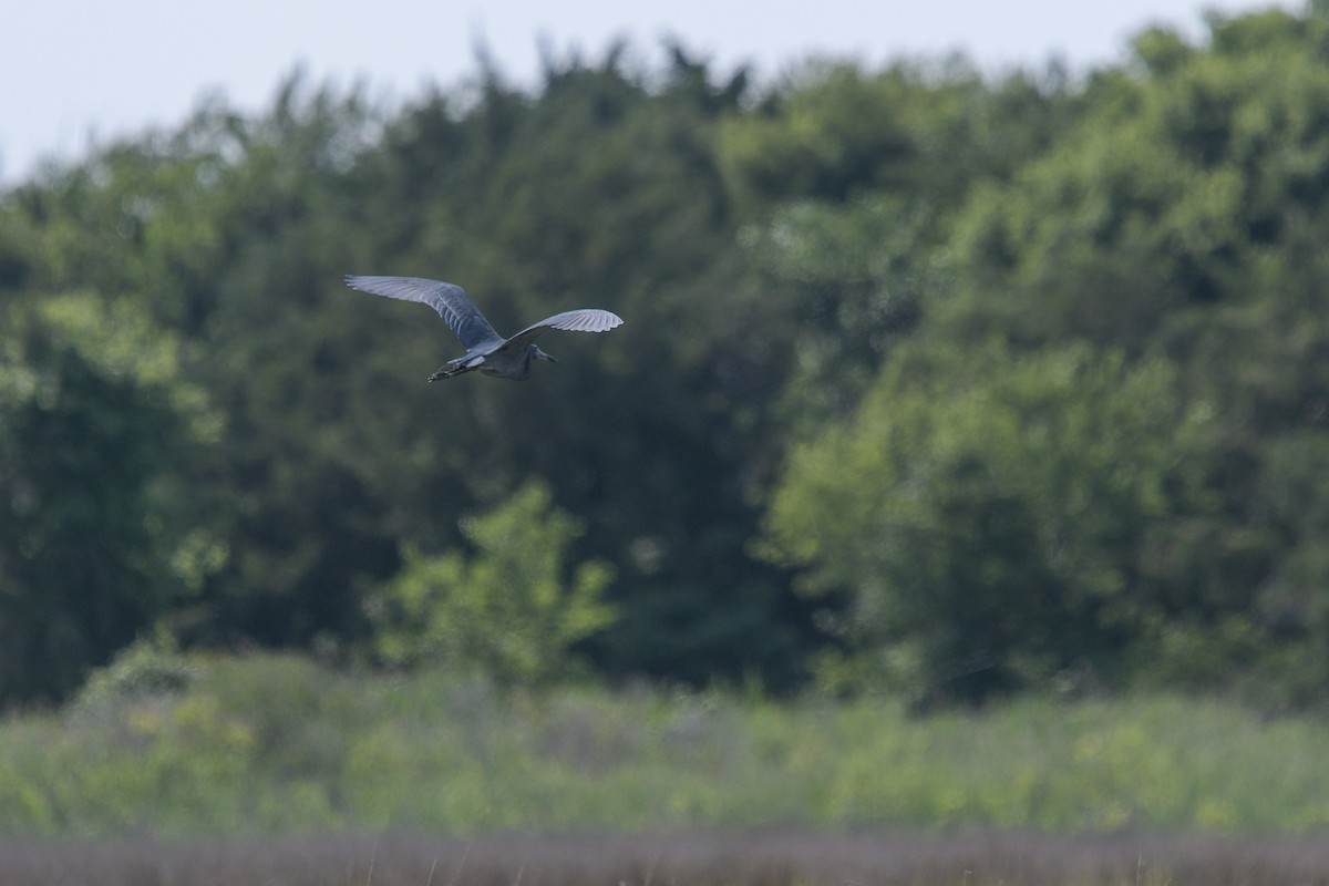 Little Blue Heron - ML620547363