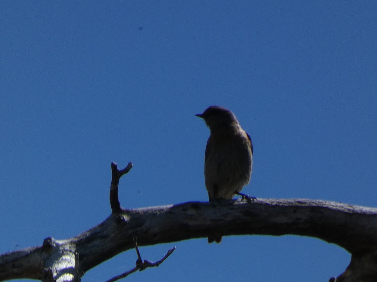 Olive-sided Flycatcher - ML620547365