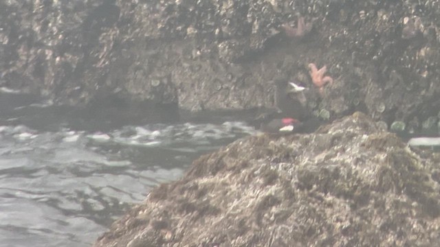 Pigeon Guillemot - ML620547366