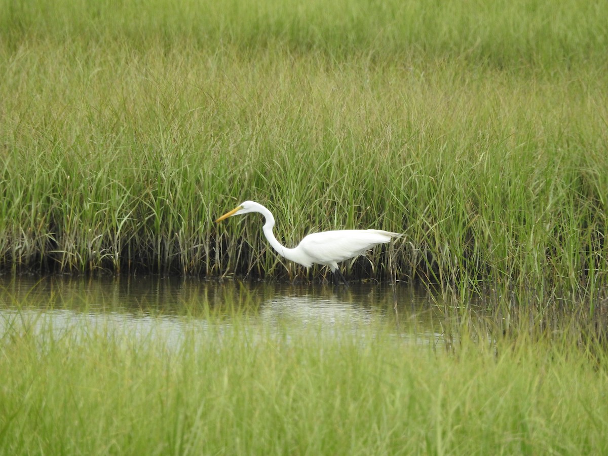 Great Egret - ML620547367