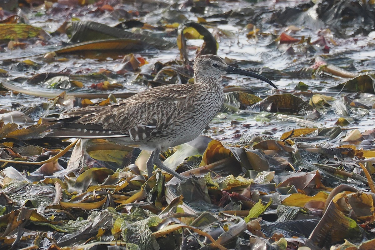 チュウシャクシギ（phaeopus） - ML620547375